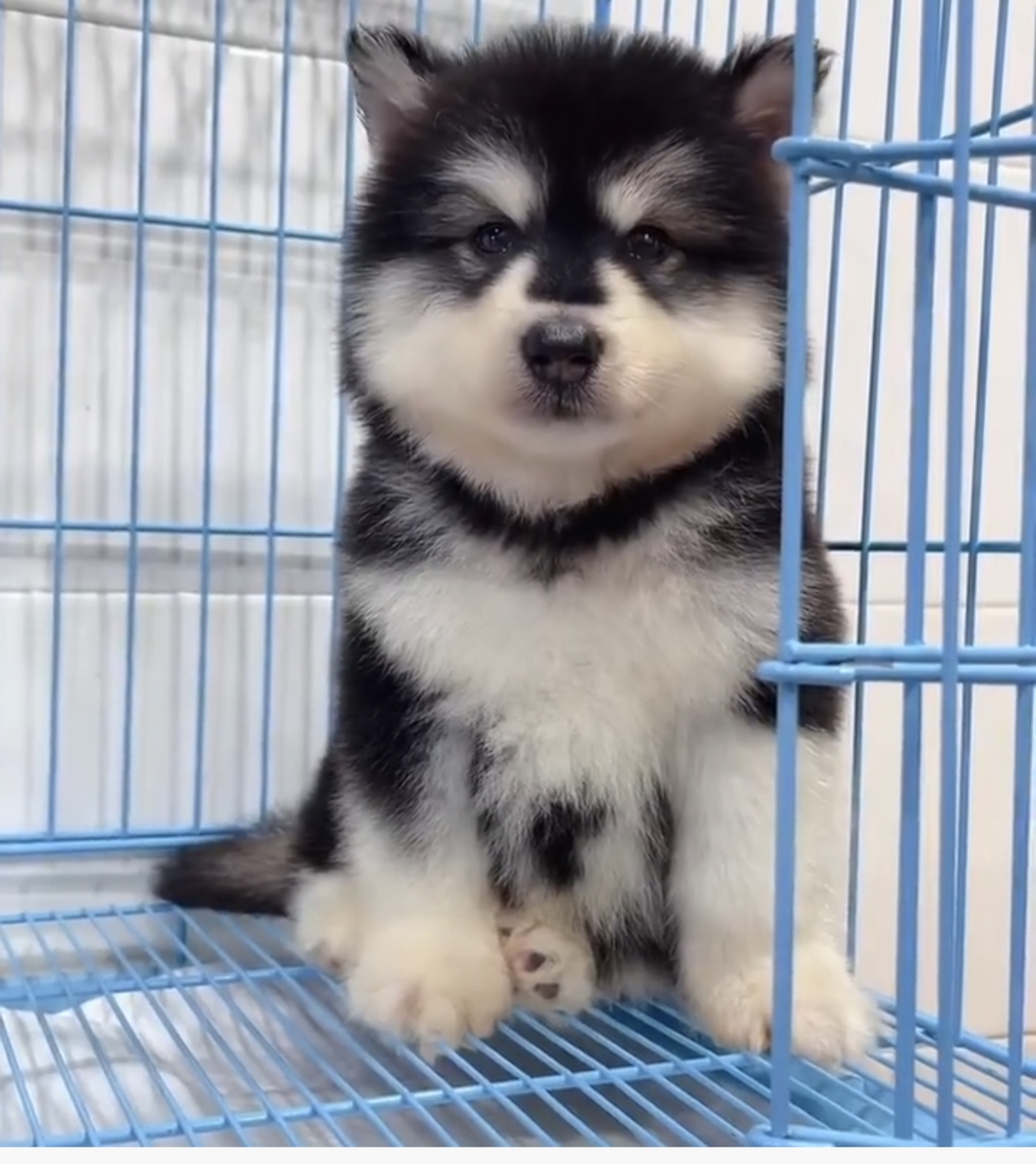 阿拉斯加幼犬，颜值爆表，毛发浓密，性格友好